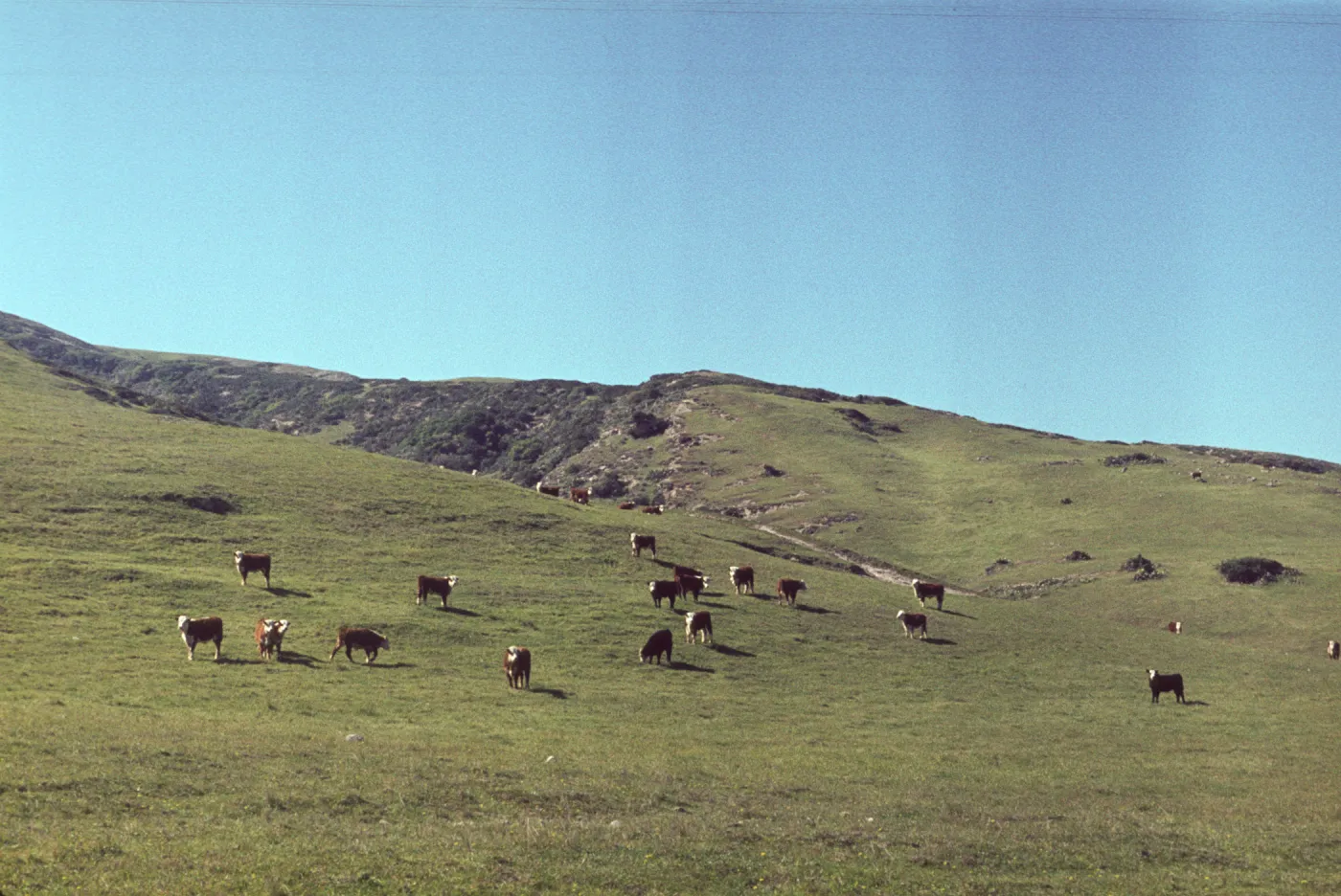 Cattle grazing on Santa Rosa Island