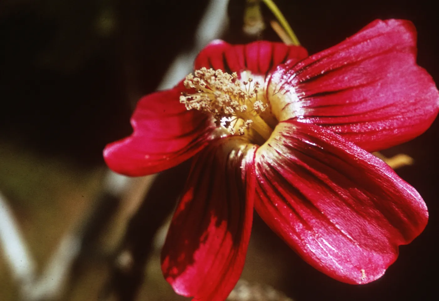 Lavatera assurgentiflora from Santa Rosa Island
