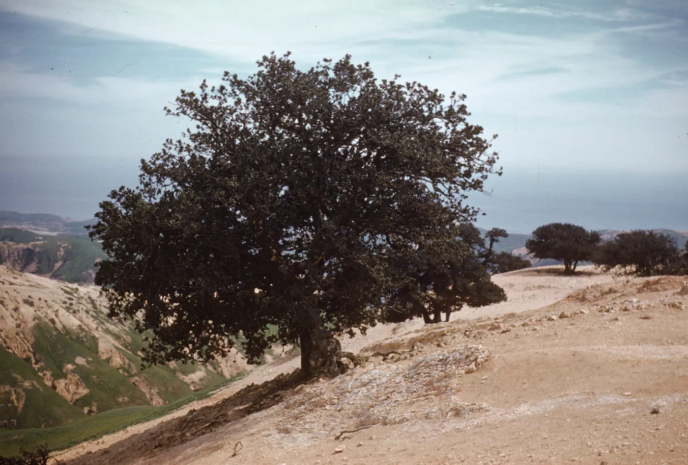 Quercus tomentella (Island Oak) on Santa Rosa Island