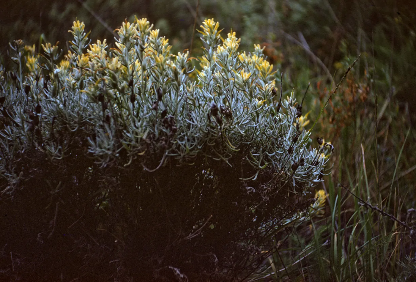 Castilleja hololeuca on Santa Rosa Island