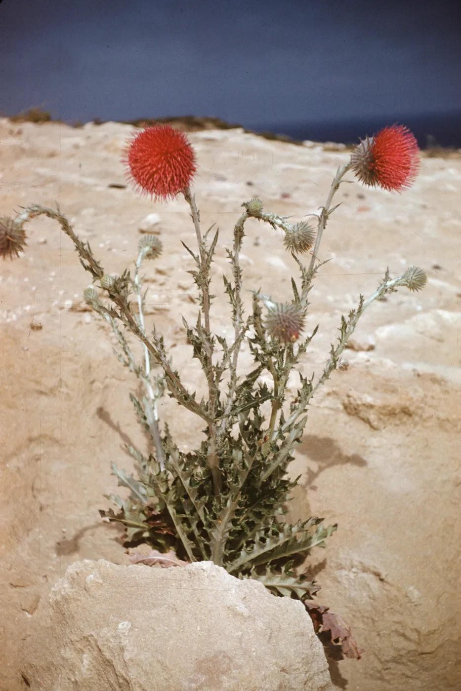 Cirsium occidentale blooming in sand spill on Santa Rosa Island