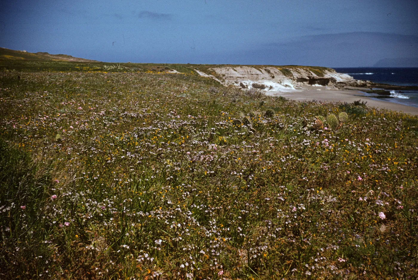 Sand verbena on Santa Rosa Island