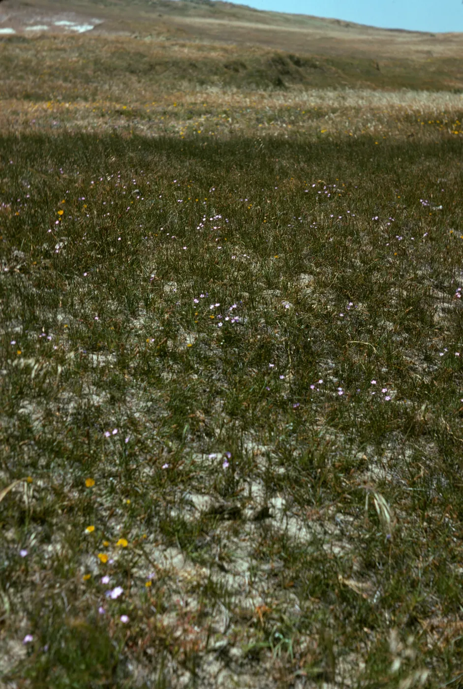 East Point area of Santa Rosa Island