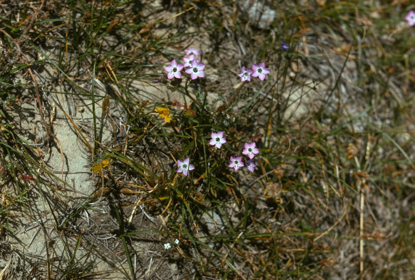 Gilia tenuiflora ssp. hoffmannii on Santa Rosa Island