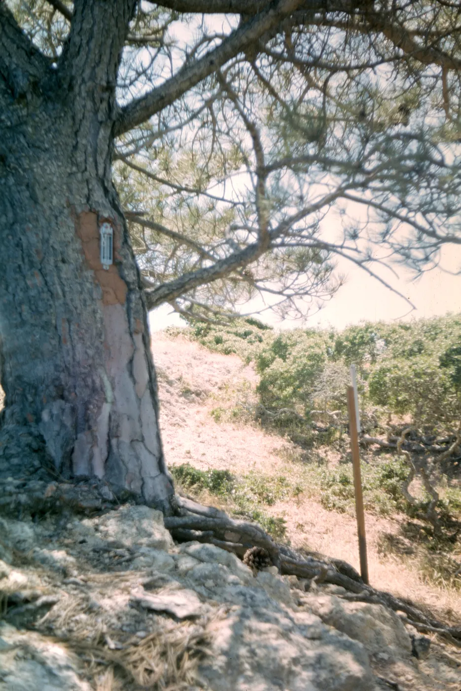 Santa Rosa Island
