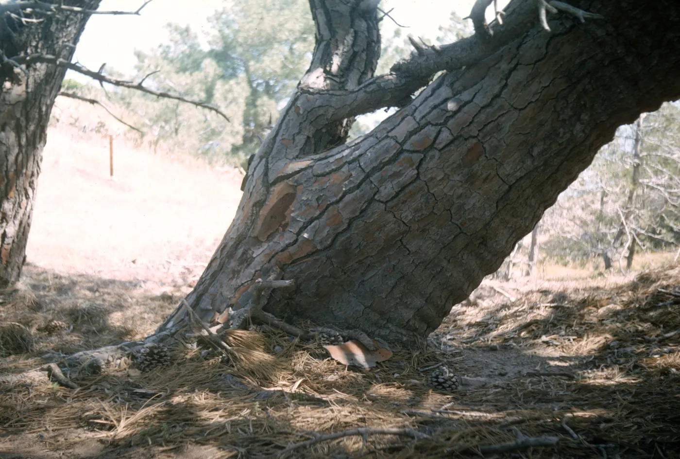 Lower Torrey Pines Station, Santa Rosa Island