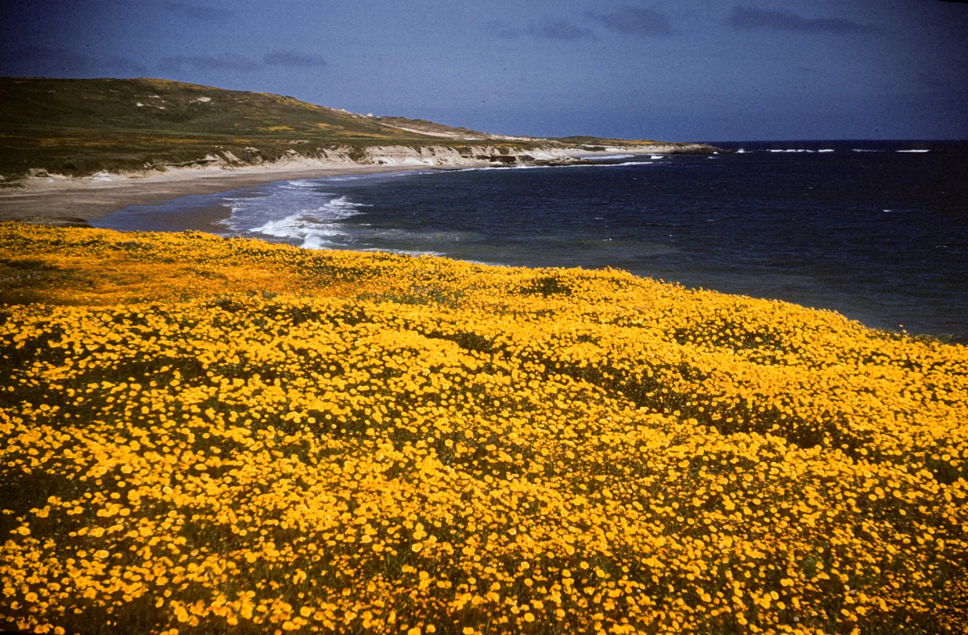 Gold Fields in bloom at East Point, Santa Rosa Island