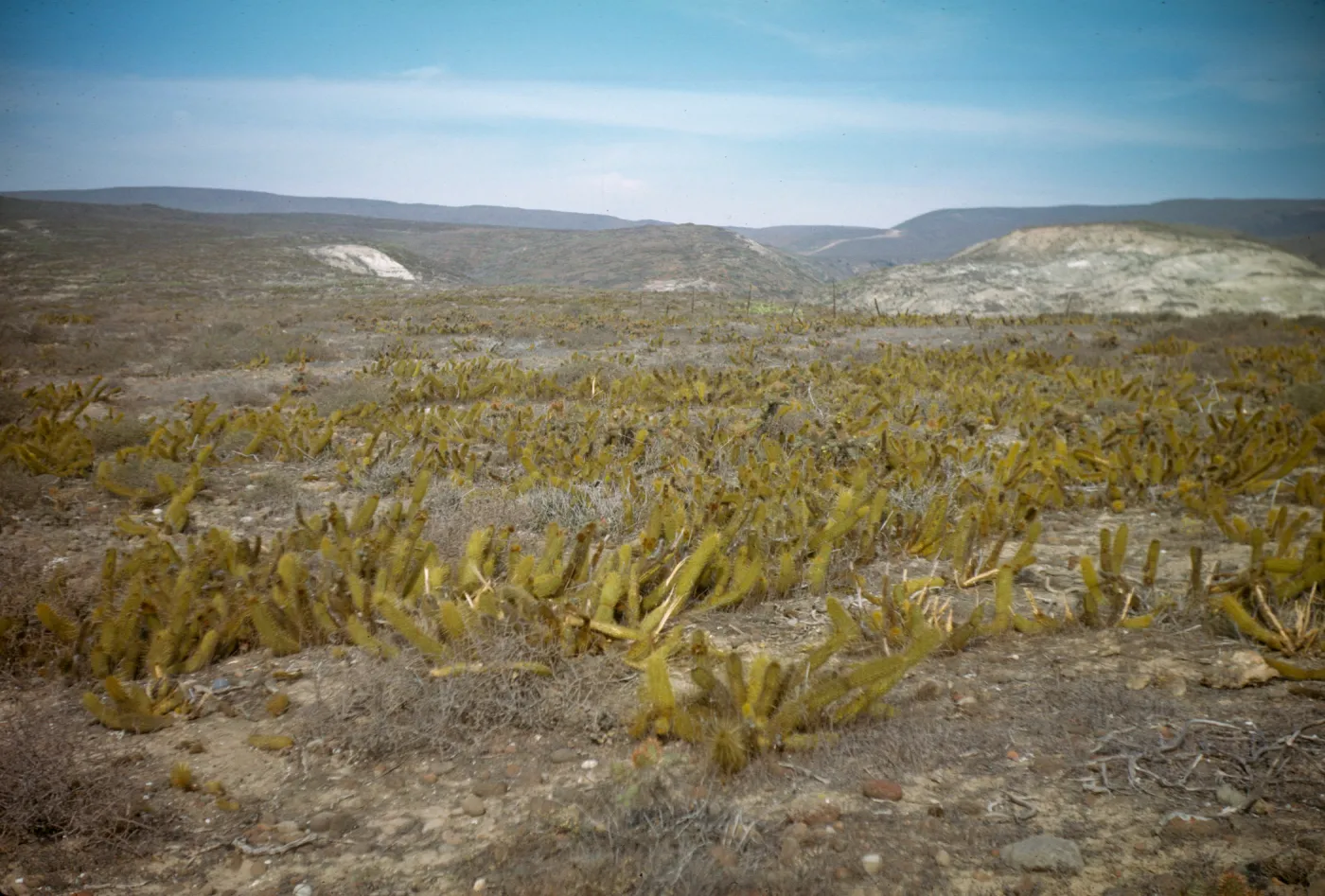 Bergerocactus emoryi on San Clemente Island