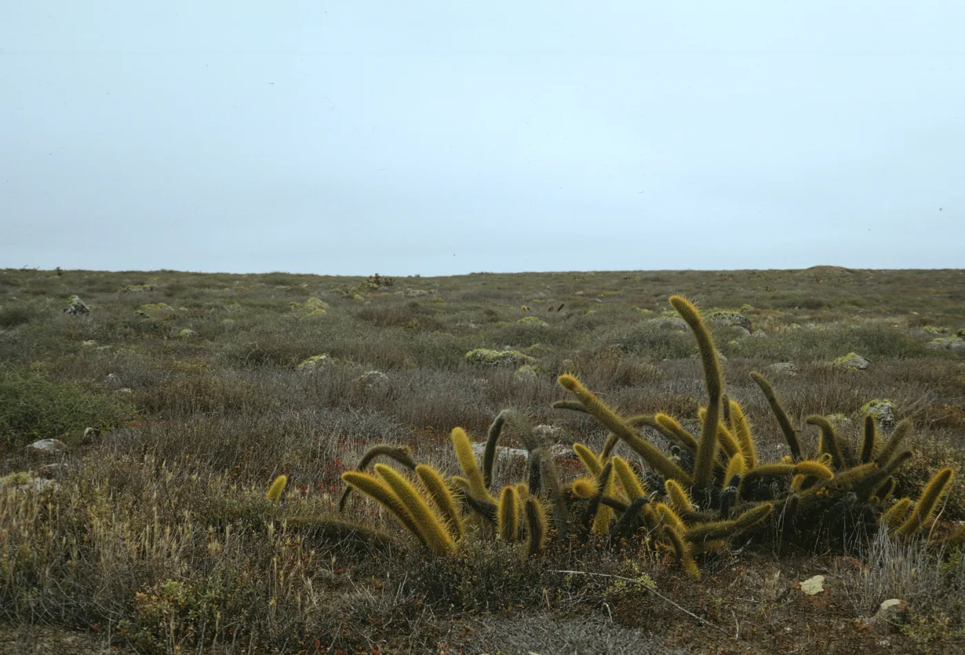 Bergerocactus emoryi, typical grassland, San Clemente Island