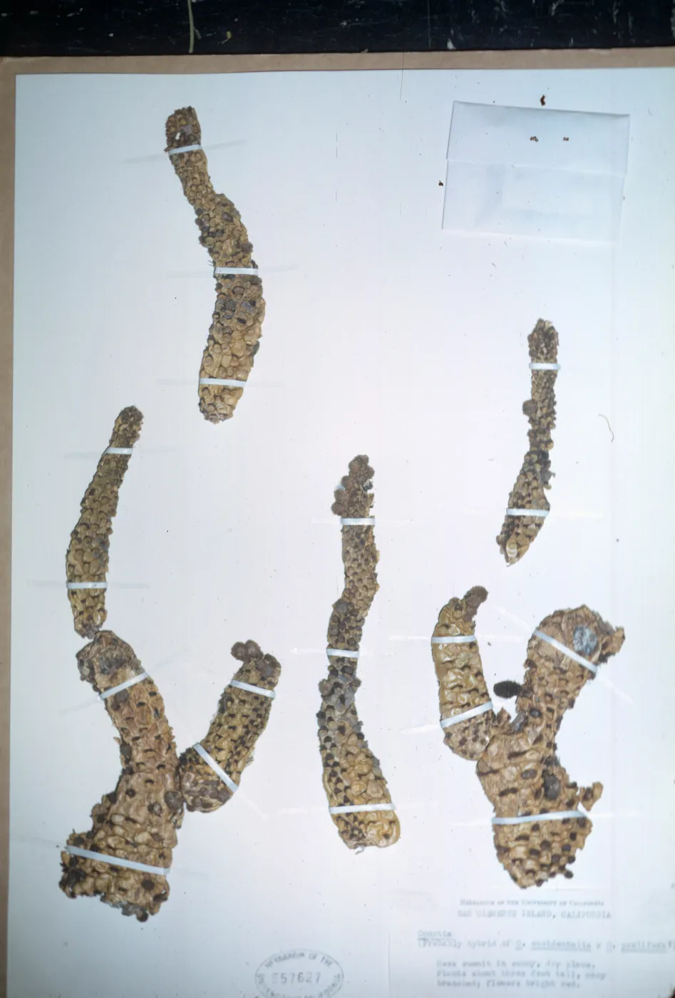  Herbarium specimen of Opuntia prolifera from San Clemente Island