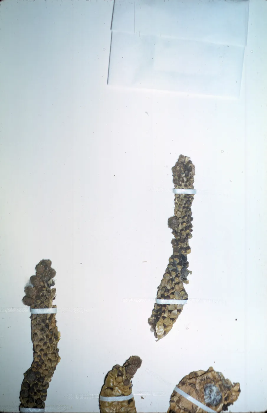 Herbarium specimen of Opuntia prolifera from San Clemente Island