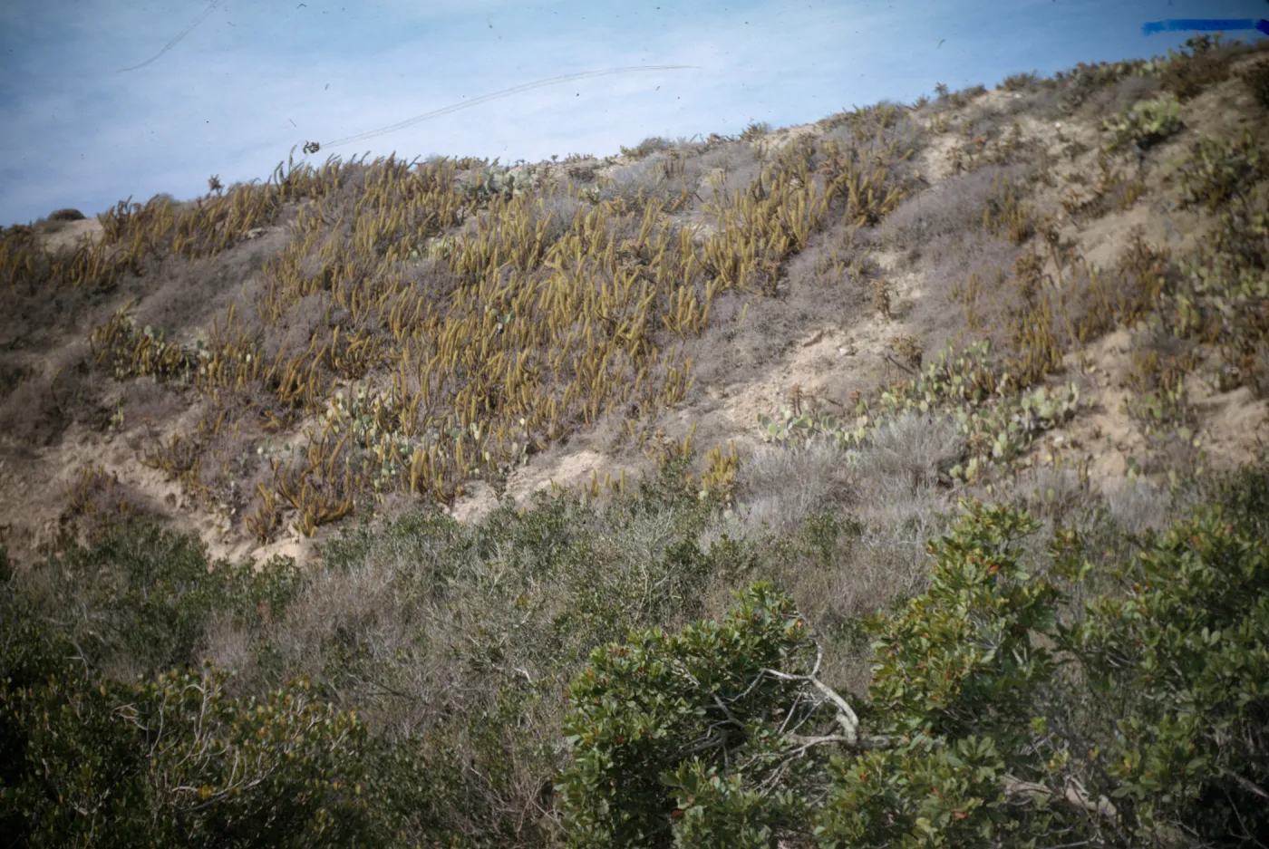 Horse Beach Canyon area, near mouth, at Pyramid Cove, San Clemente Island
