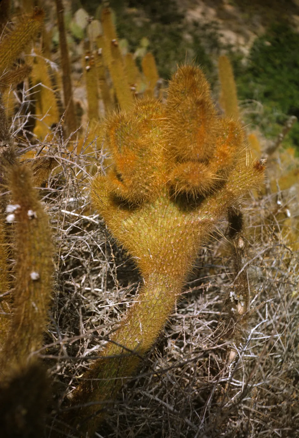 Bergerocactus emoryi, crest of Pyramid Point, San Clemente Island