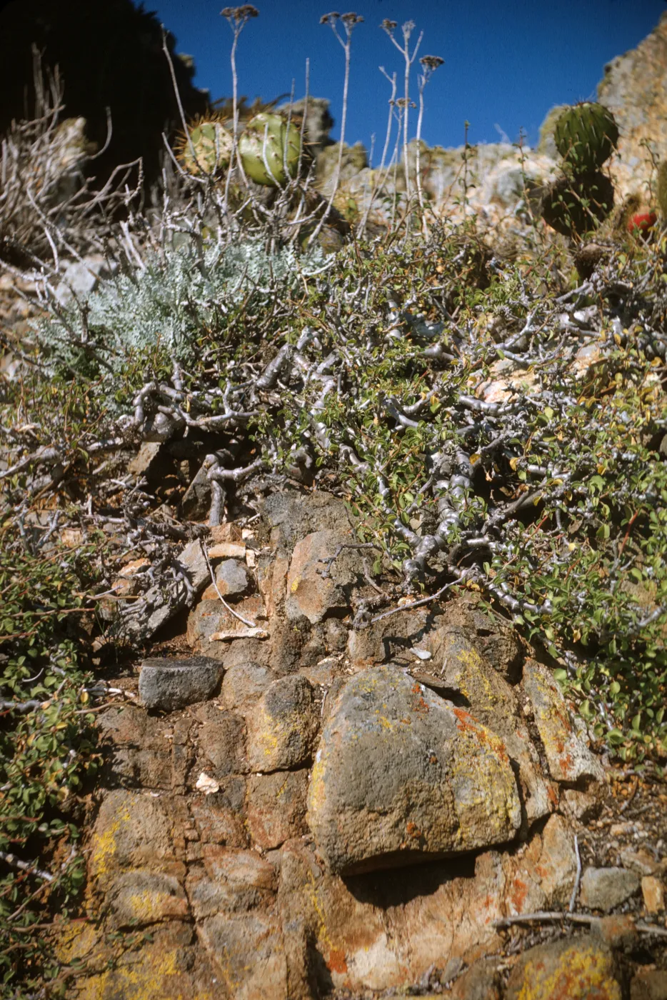 Euphorbia misera, Pyramid Point, San Clemente Island