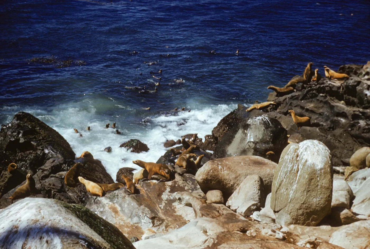 Sea lions and seals at Point Bennett, San Miguel Island