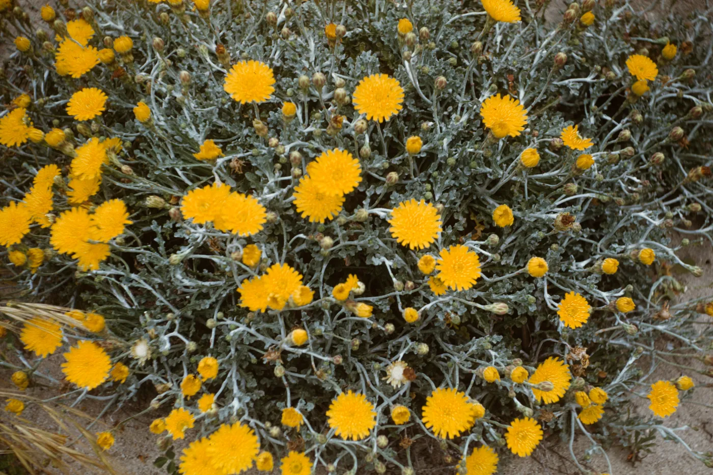 Malacothrix incana in bloom at Canyon del Mar, San Miguel Island