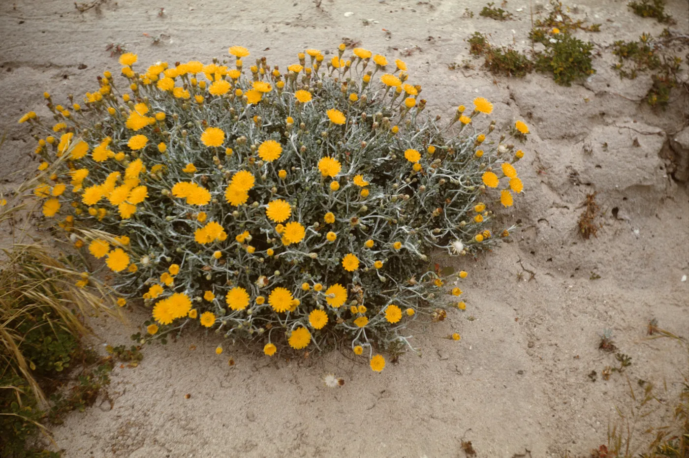 Malacothrix incana in bloom at Canyon del Mar, San Miguel Island, on sand bank 