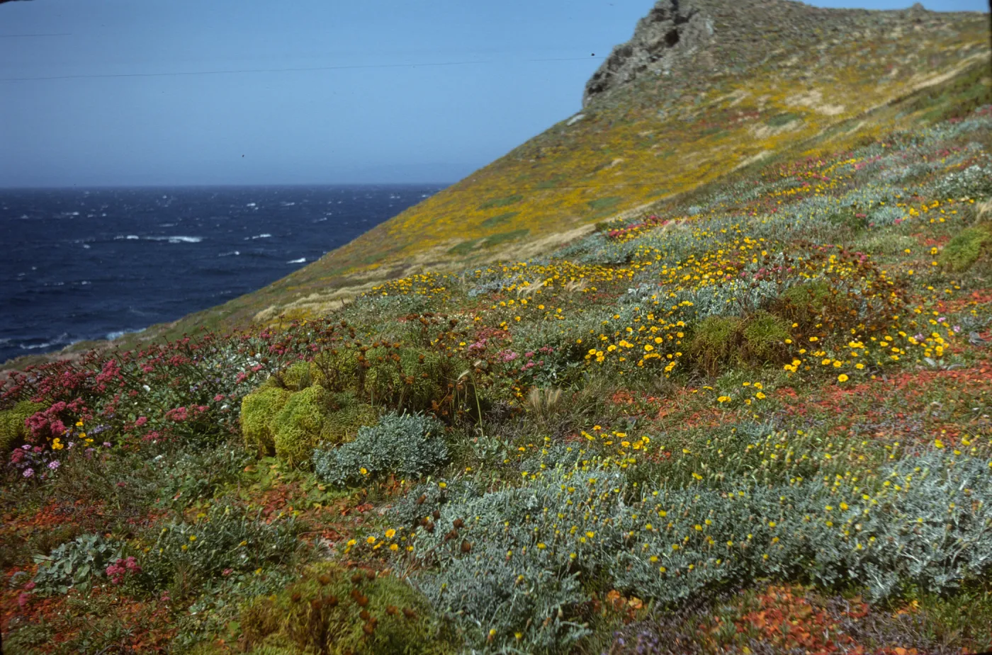 San Miguel Island, Harris Point