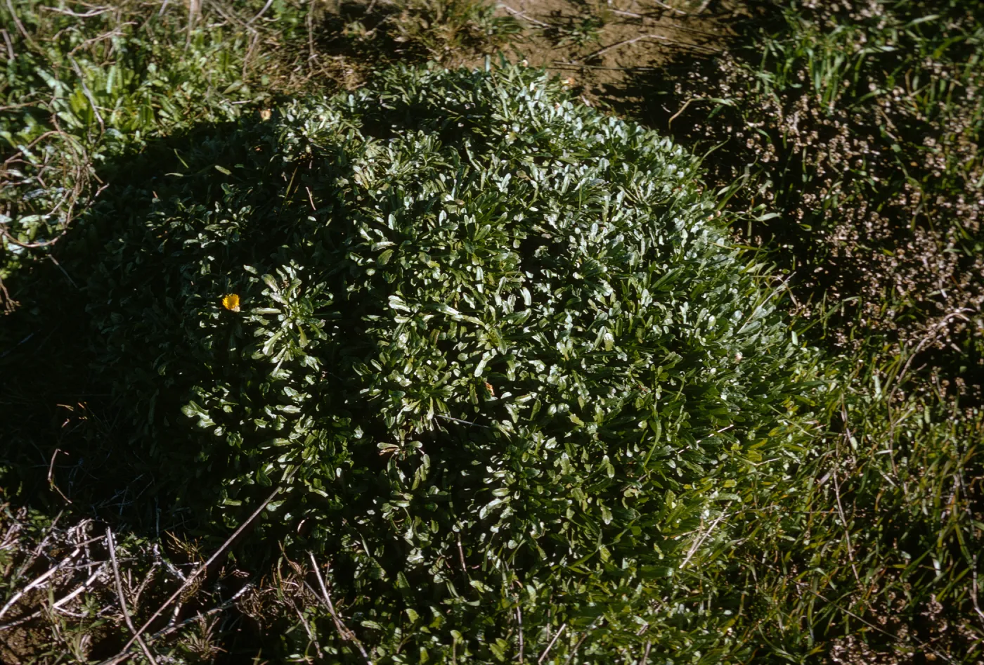 Malacothrix on San Miguel Island