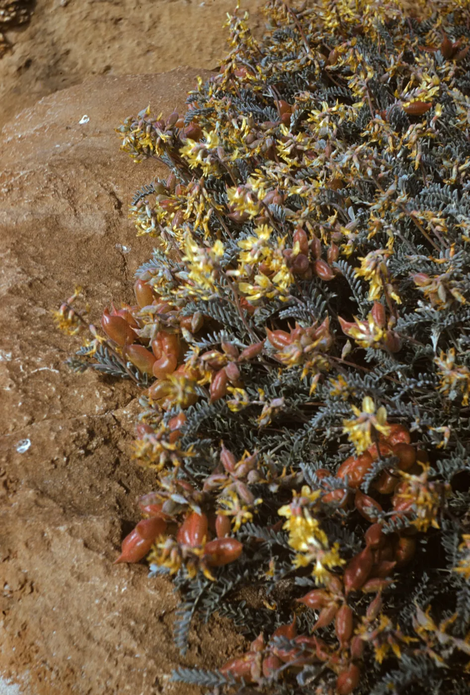 Astragalus miguelensis, San Miguel Island
