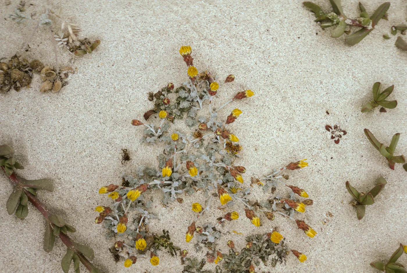 Malacothrix incana, San Miguel Island