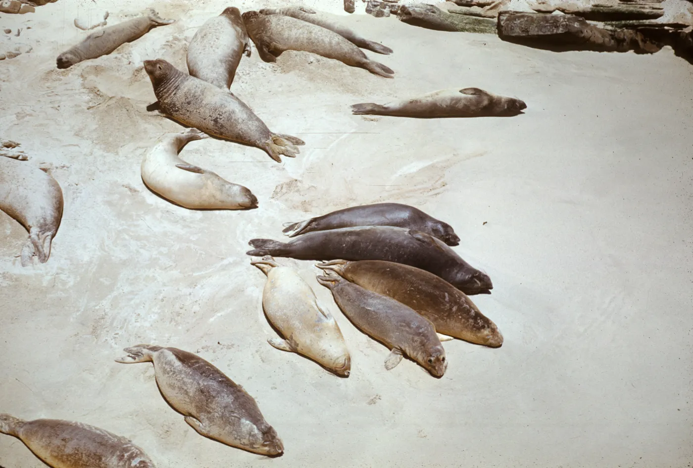 San Miguel Island, seals