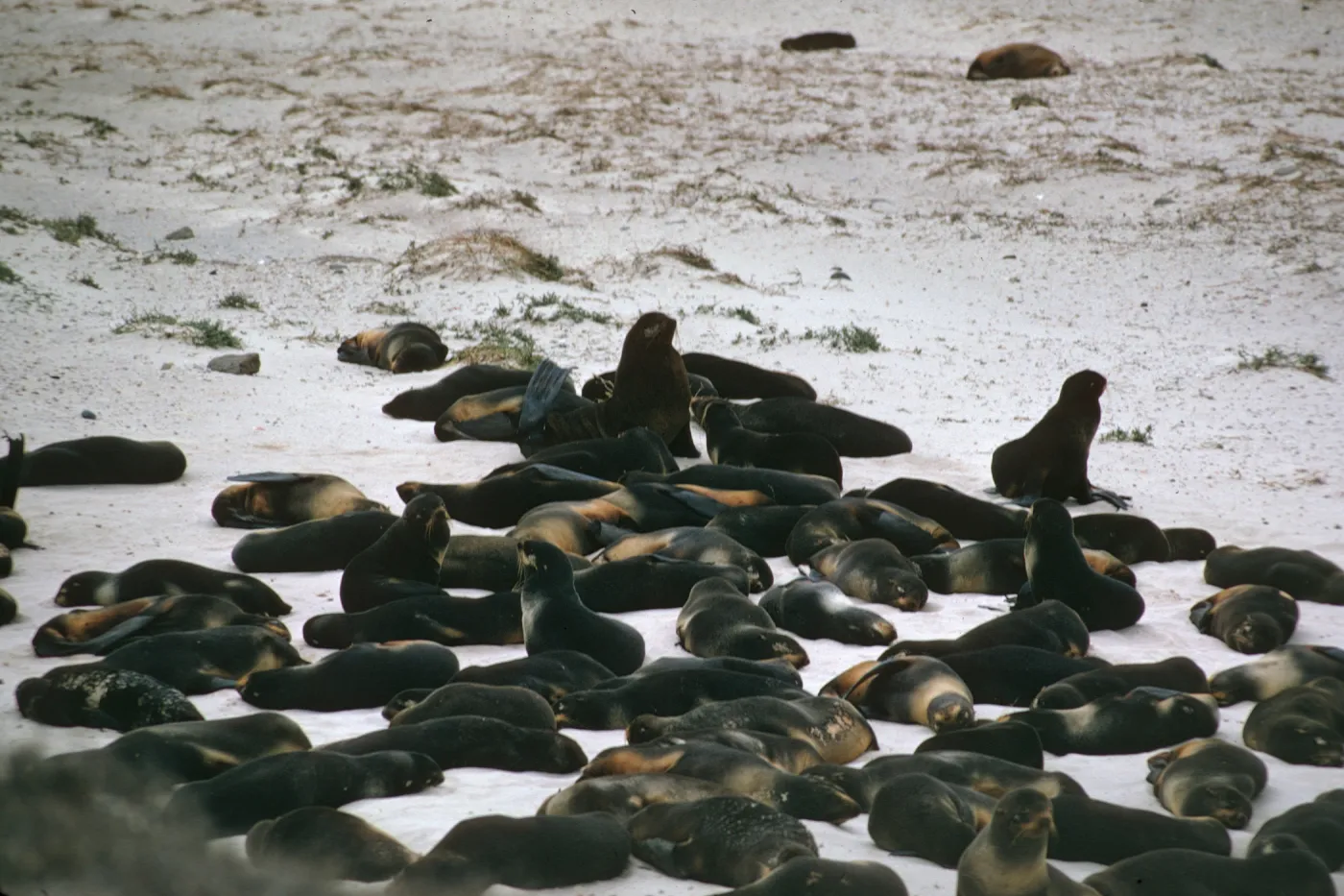 San Miguel Island, seals on beach
