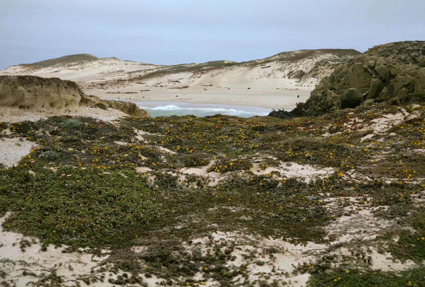 Coastal dune on San Miguel Island