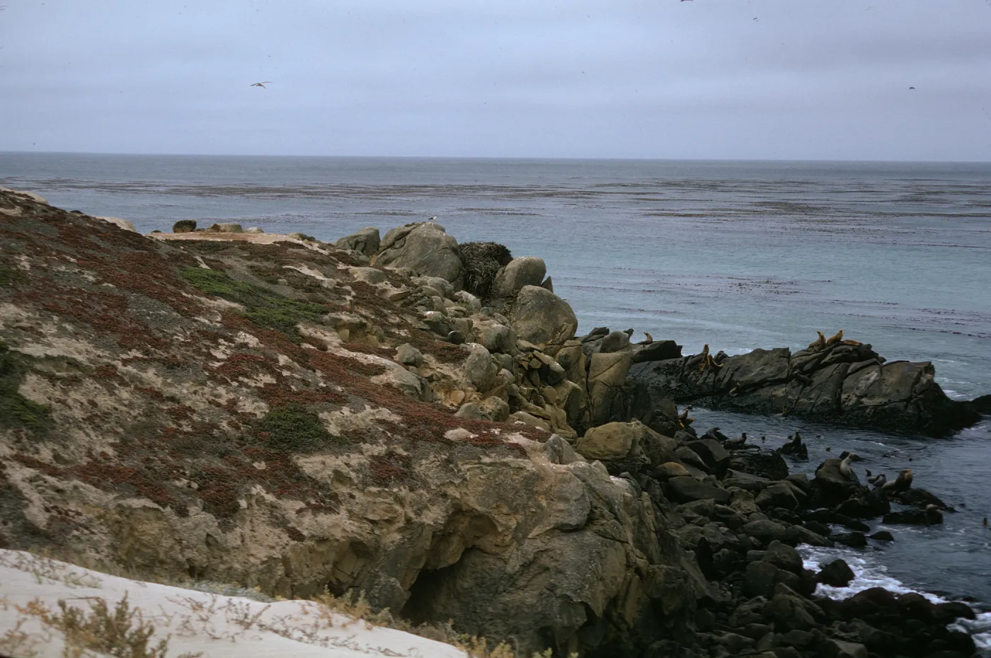 San Miguel Island, seals on rocks