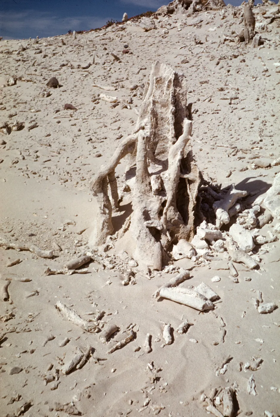 San Miguel Island caliche forest, fossil tree stump