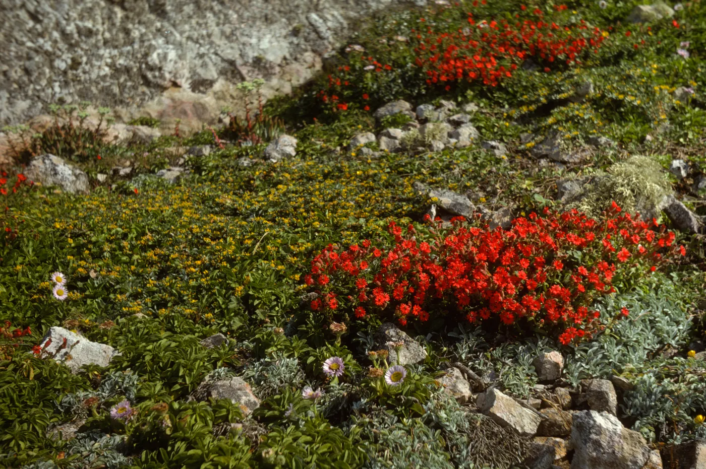 San Miguel Island, Silene laciniata
