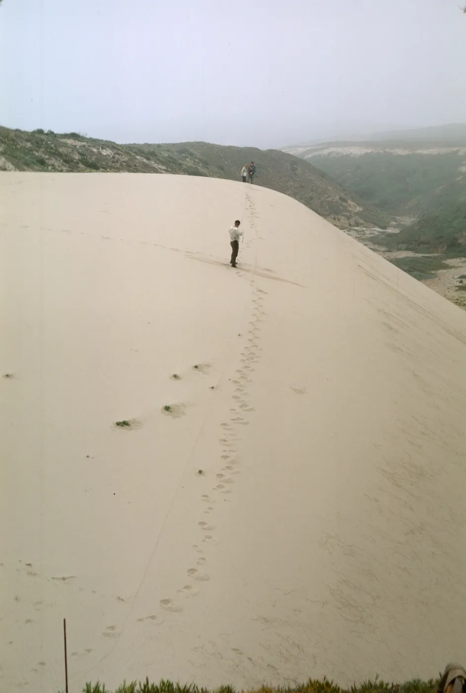 measuring a San Miguel Island sand dune
