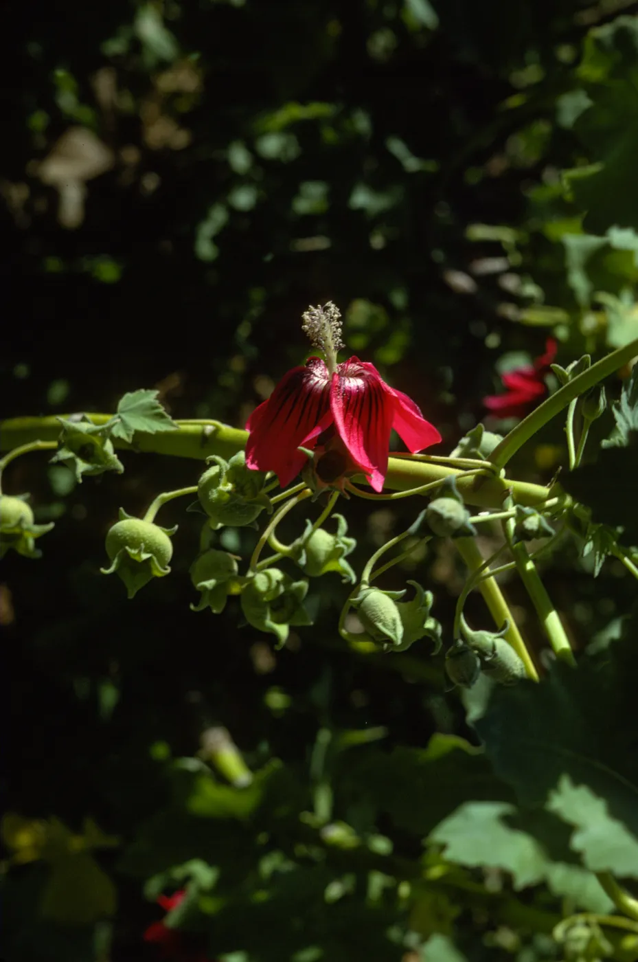 San Miguel Island, Lavatera