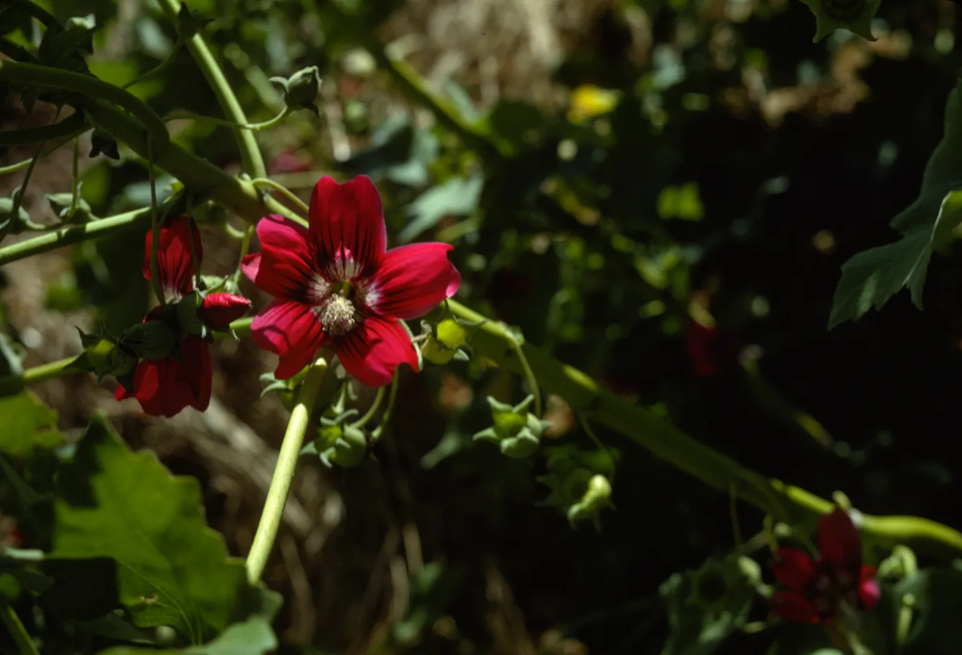 San Miguel Island, eastern Lavatera population
