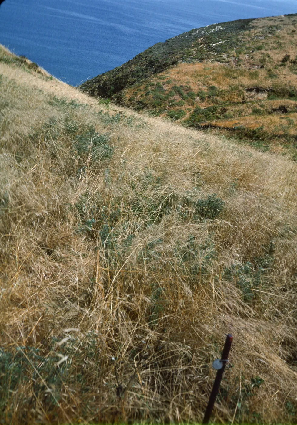 San Miguel Island