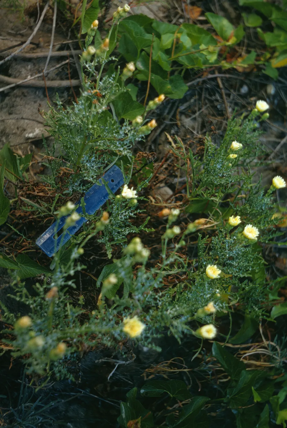 San Miguel Island, Malacothrix hybrid #1