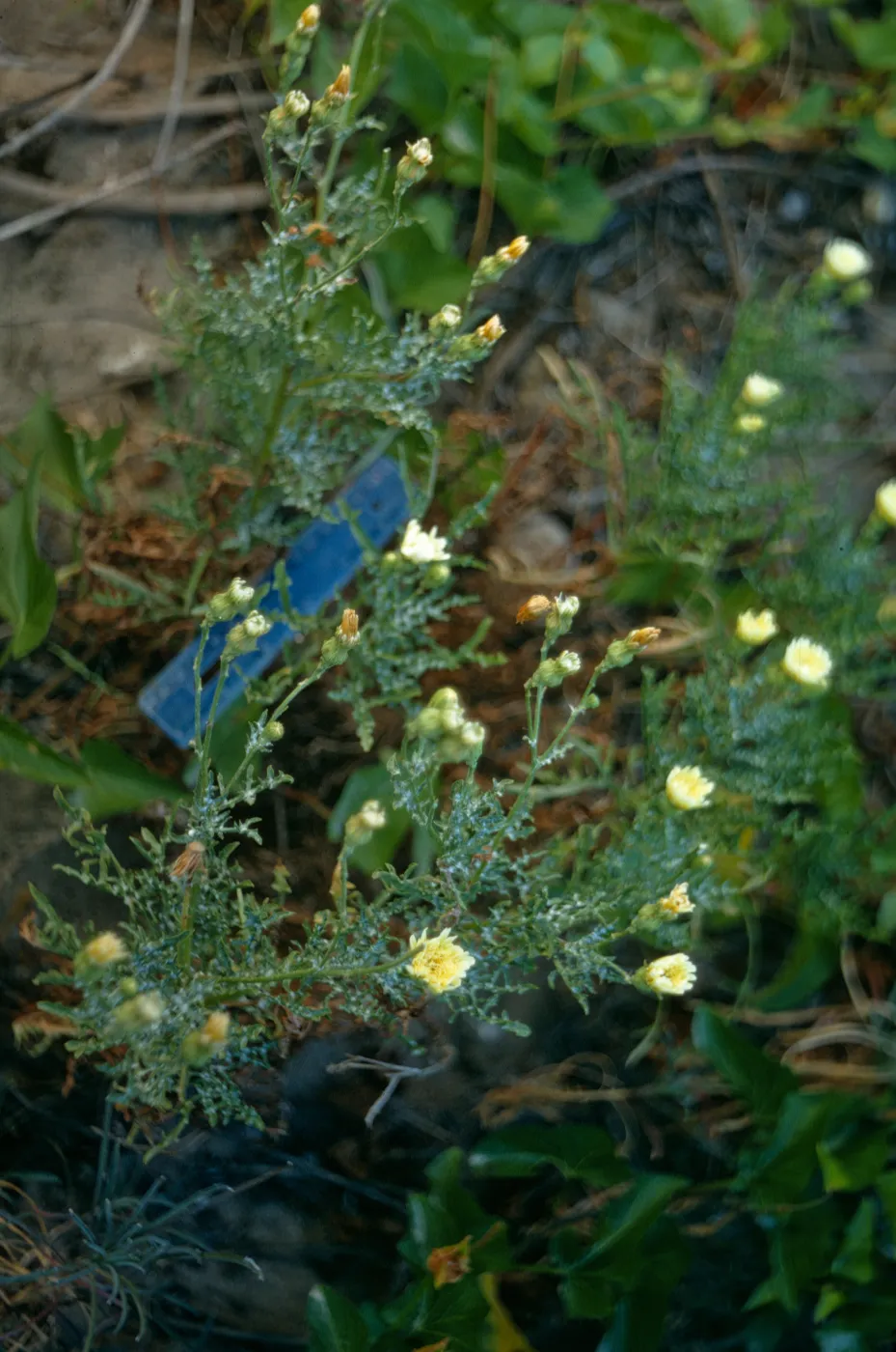 San Miguel Island, Malacothrix hybrid #1