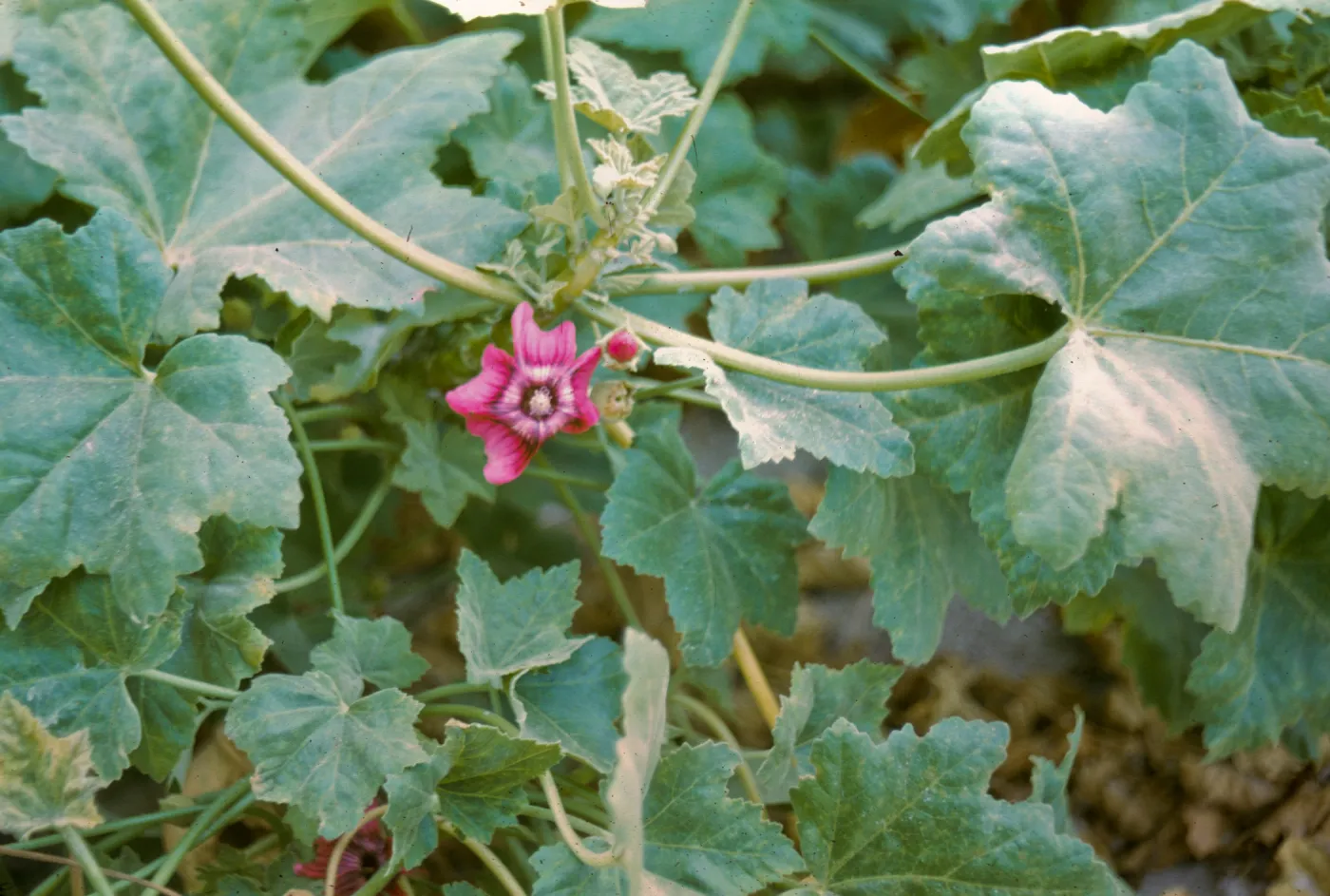 San Miguel Island, Lavatera