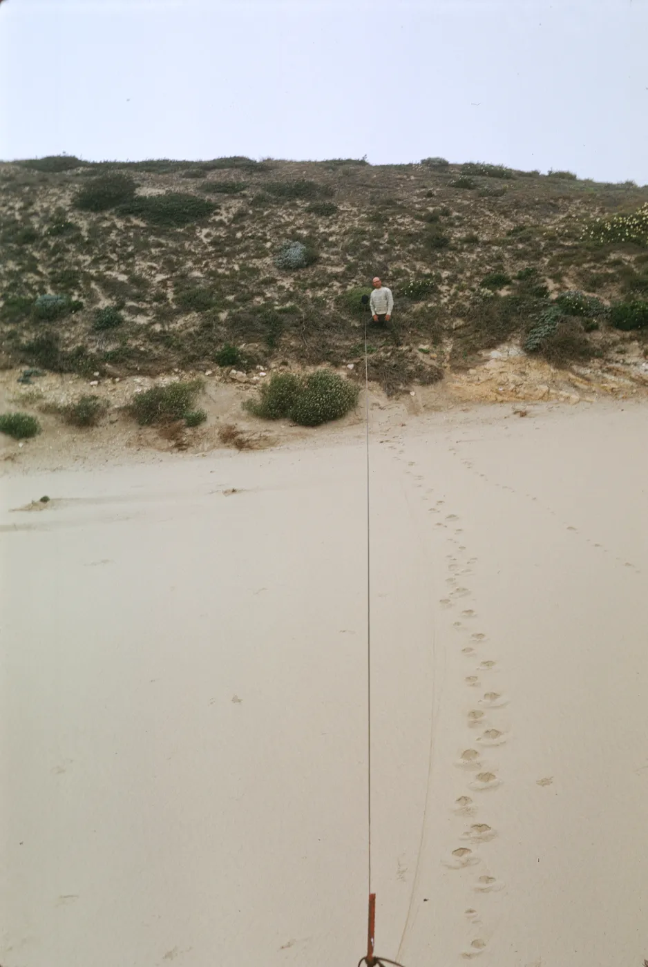 NPS vegetation transect on San Miguel