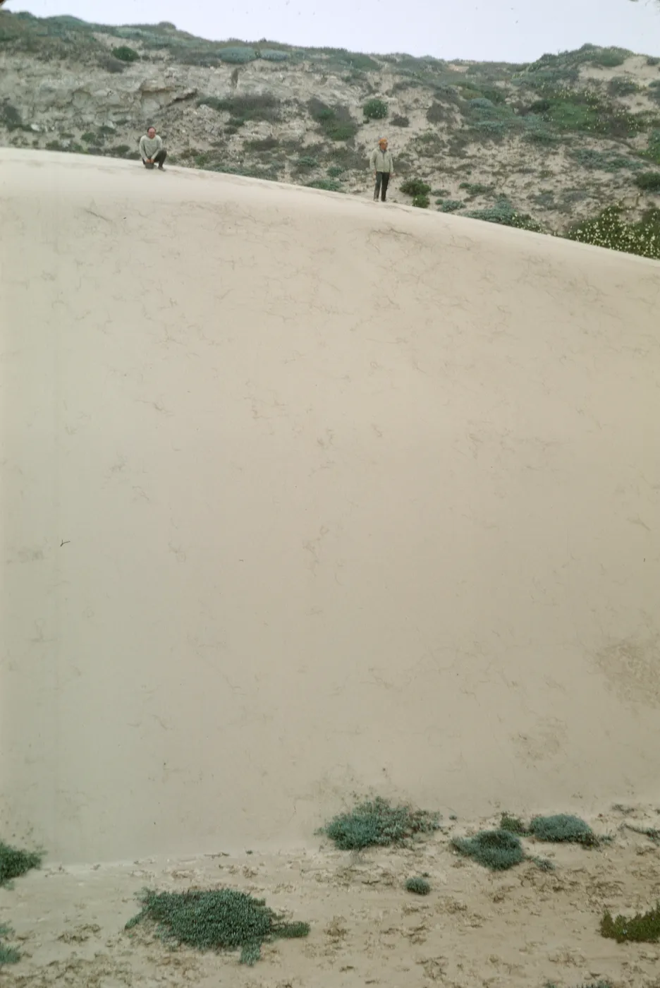 NPS dune transect, San Miguel Island