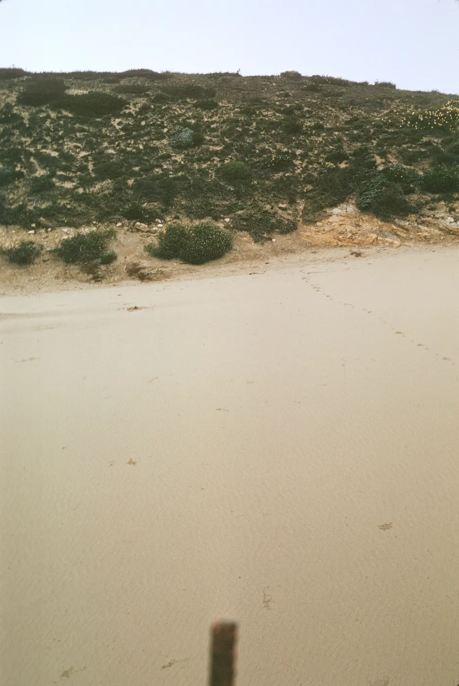 NPS dune transect, San Miguel Island