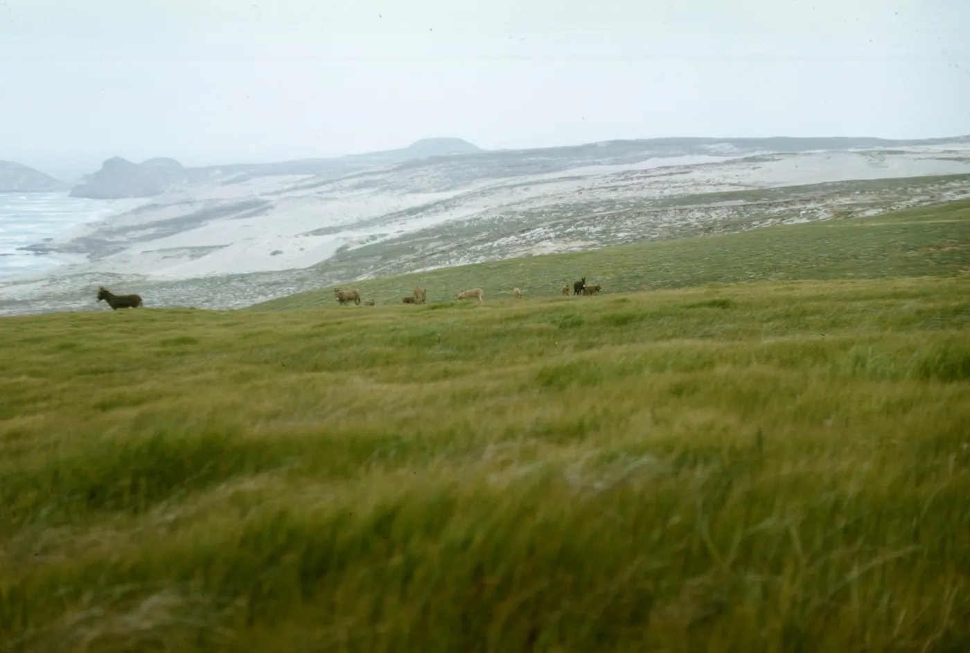Burros on San Miguel Island