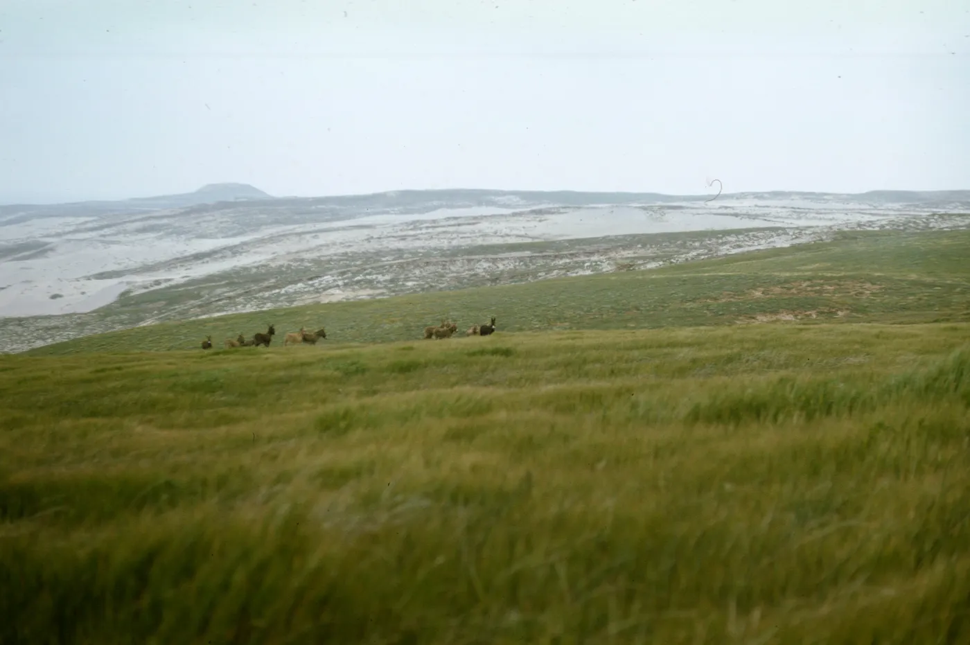 Burros on San Miguel Island