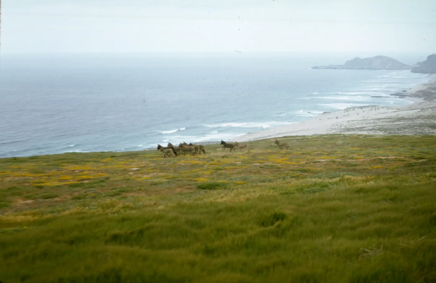 Burros on San Miguel Island