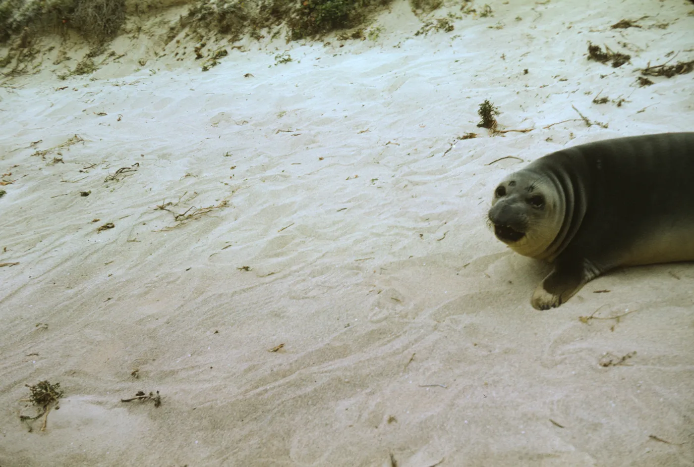 Seal on San Miguel Island