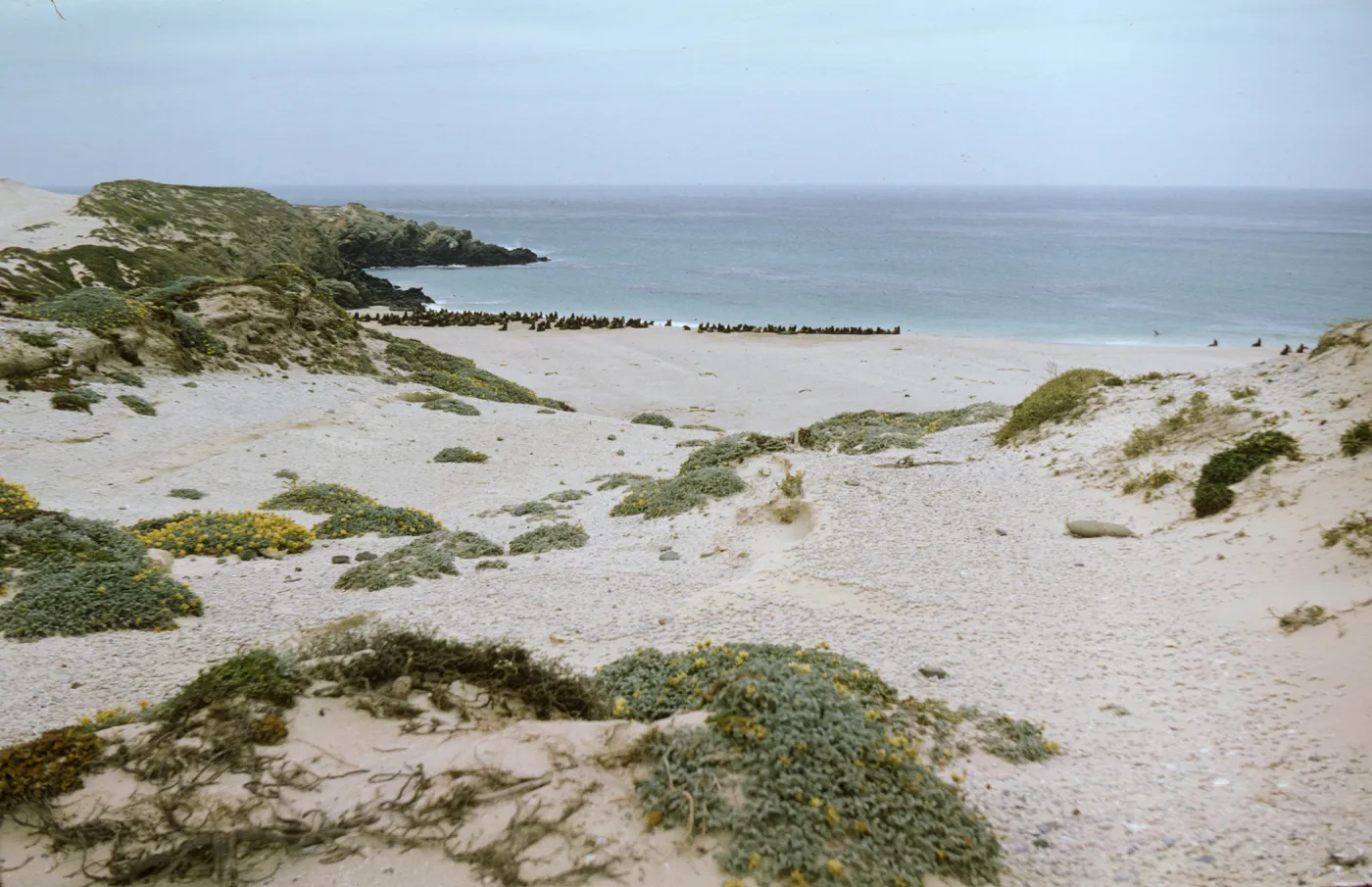 sand dune and seals on San Miguel Island, Adams Cove