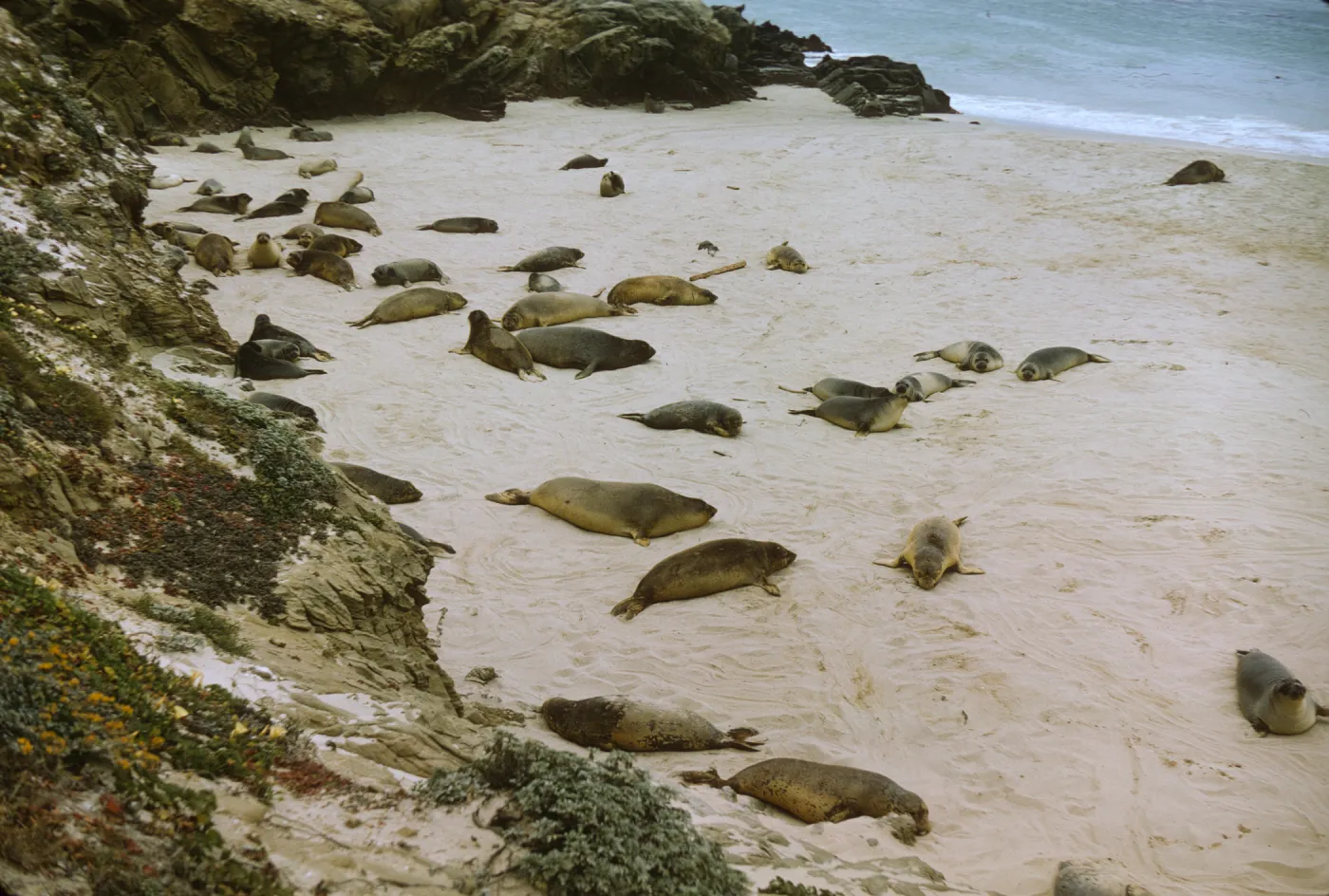 seals on San Miguel Island, Adams Cove