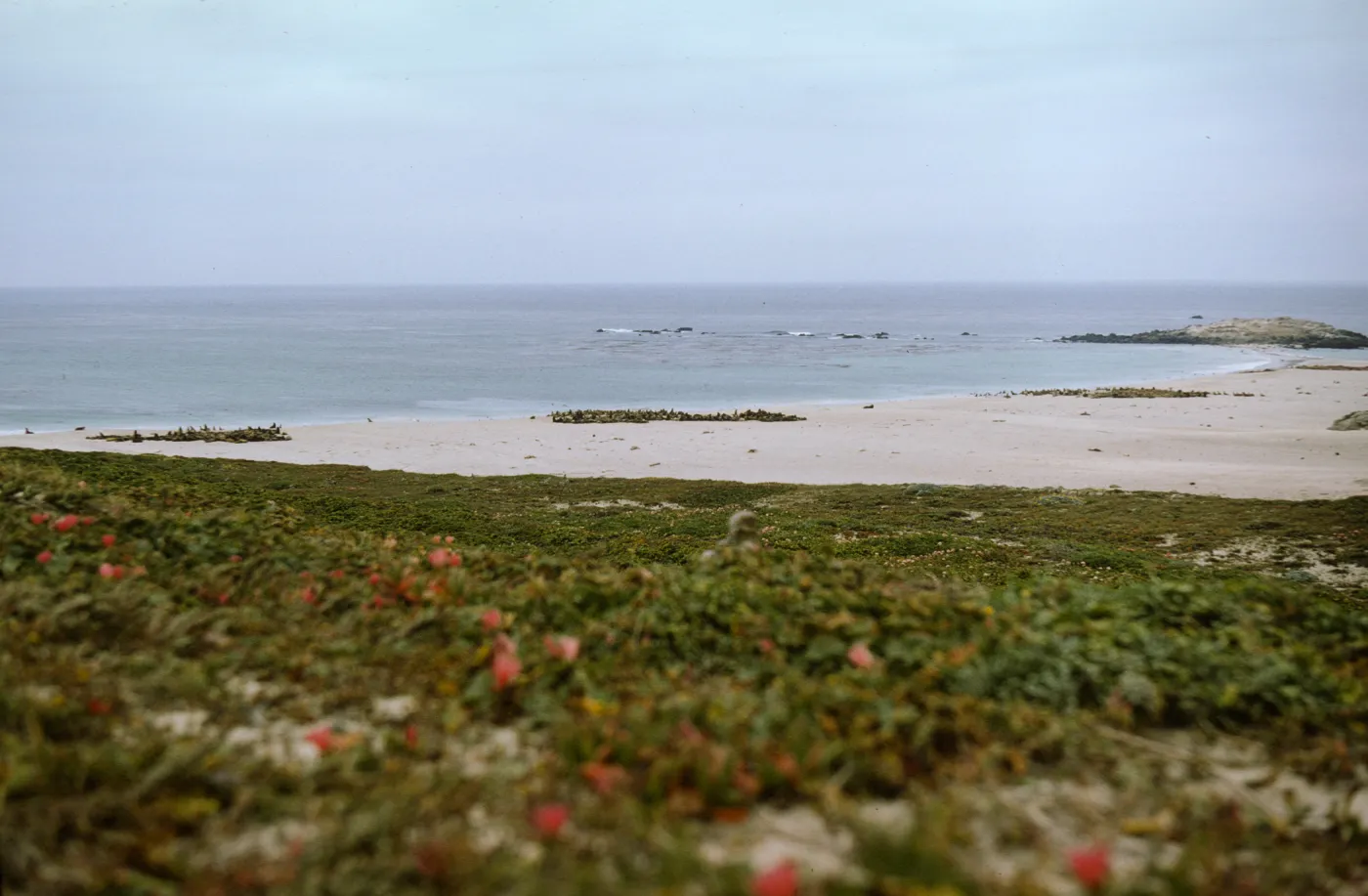 San Miguel Island, Point Bennett, Adams Cove