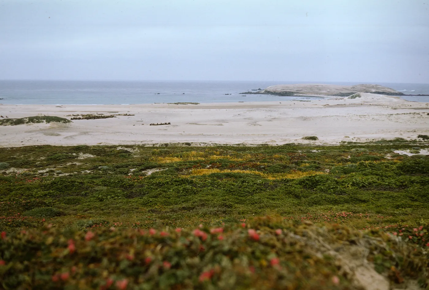 San Miguel Island, Adams Cove