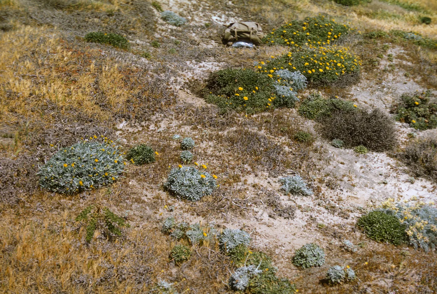 Malacothrix incana and Malacothrix succulenta on San Miguel Island